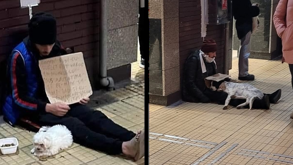 Cum sunt exploatați câinii în București tot mai des și Poliția Română nu face nimic: „Conform legii, el abuzează animale”