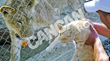 Leoaica Andy, tandra in clipa despartirii de prietenii de joaca si de familia adoptiva. Si-a luat adio