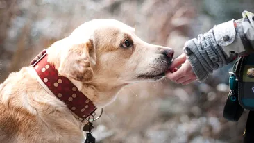 Câți ani are câinele tău, de fapt. Adio, mit de 7 ani! Patrupezii îmbătrânesc mai mult
