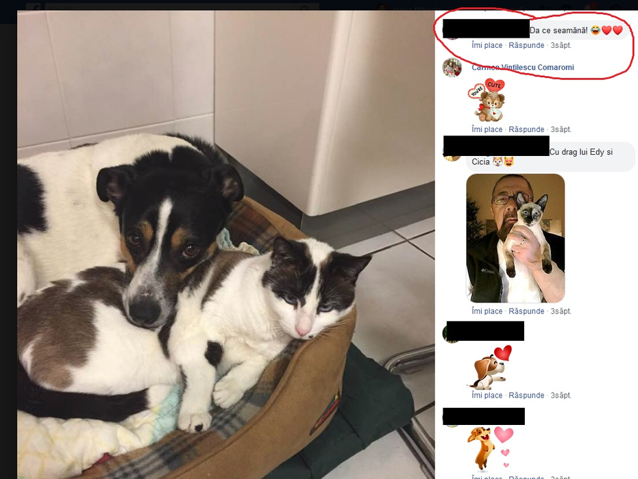 Pritenii buni ai Luminiței Dobrescu