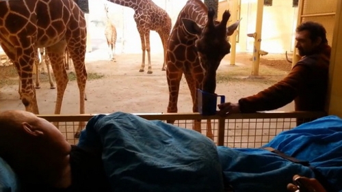Reactia EMOTIONANTA a unei girafe in momentul in care vede chipul unui ingrijitor pe moarte! Clipul asta iti va rupe inima in doua