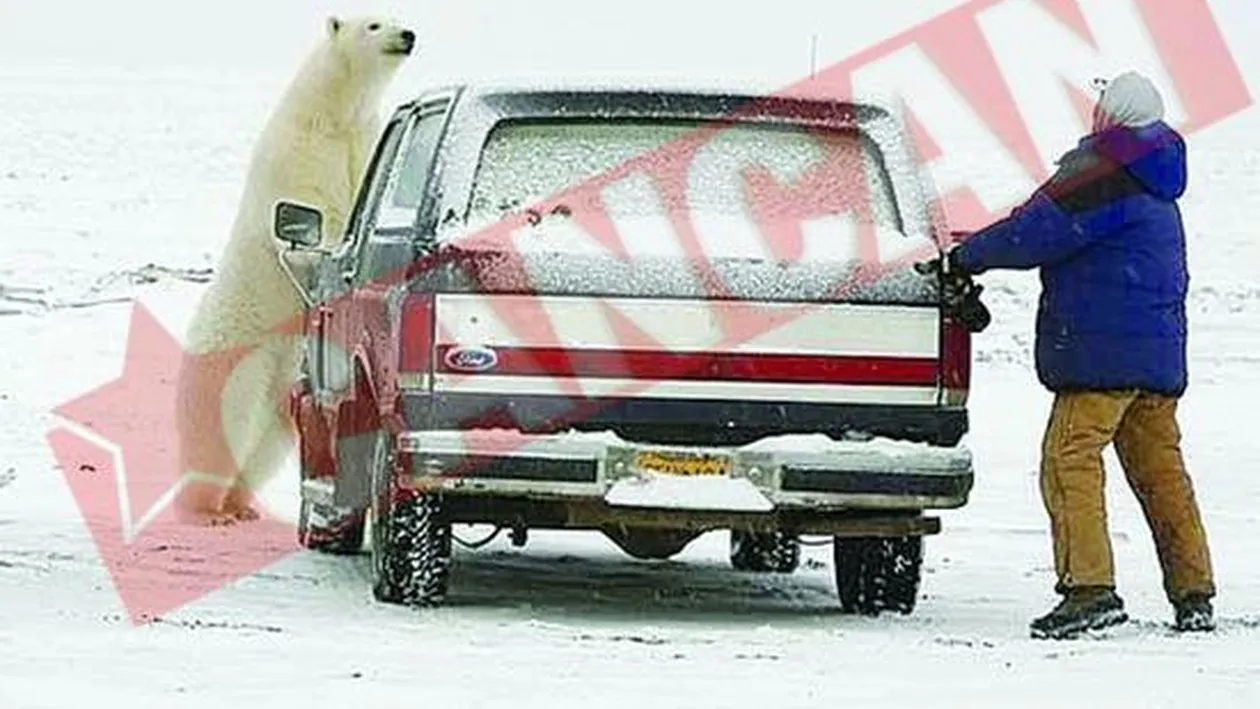 Fugarit de un urs polar