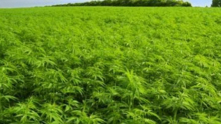 Doi bucuresteni  au fost arestati pentru ca  aveau plantatie de cannabis in casa
