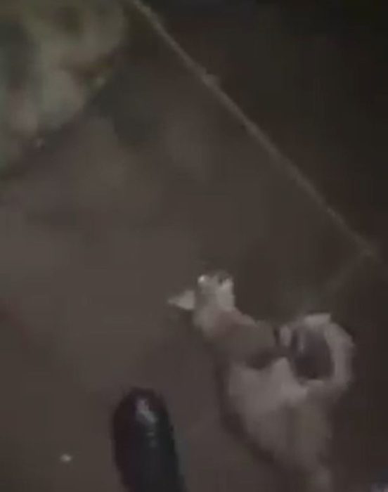 Un băiat de 16 ani a omorât o pisică, iar scenele traumatizante au fost filmate chiar de el. Felina a murit în chinuri groaznice într-un parc din Timișoara