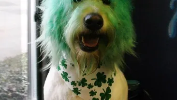 Vara asta se poarta culorile deschise! Vezi cum arata cei mai in voga catei vopsiti!