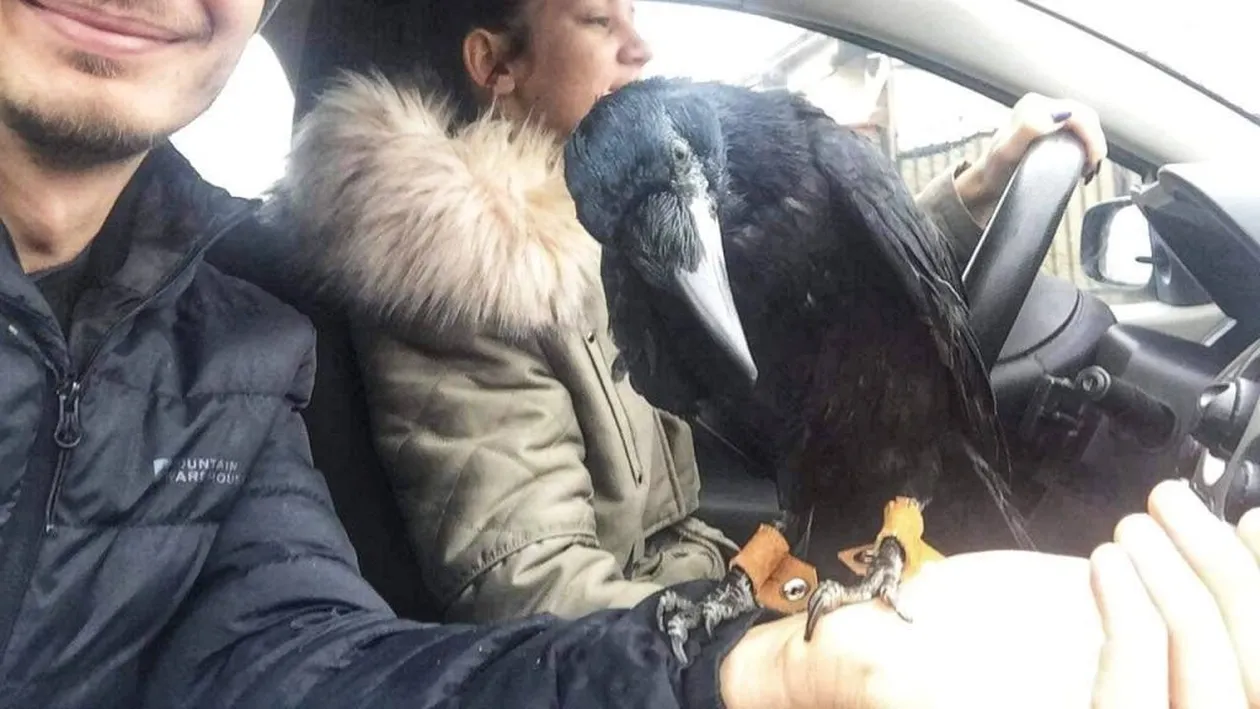 Celebra cioară Cronco a dispărut! Proprietarii o caută disperați și oferă recompensă persoanei care o va găsi