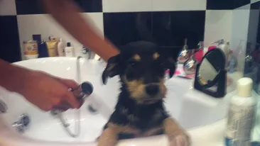 Ce s-a întâmplat în realitate cu căţelul pierdut al Oanei Zăvoranu! Vezi dacă l-a găsit sau nu pe Tyson!