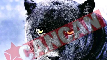 Jaguarul Bety, ucis de tranchilizant