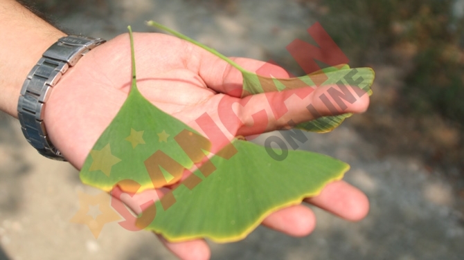La Bocsa exista un batran copac de Ginko Biloba