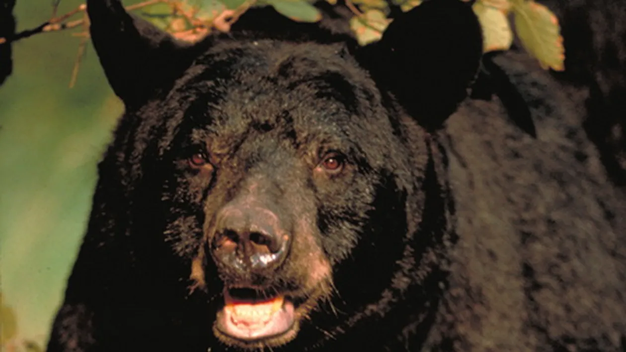 CURAJ sau pura NEBUNIE! Cum a reusit un barbat sa scape de atacul mortal al unui urs! Gestul INCREDIBIL pe care l-a facut