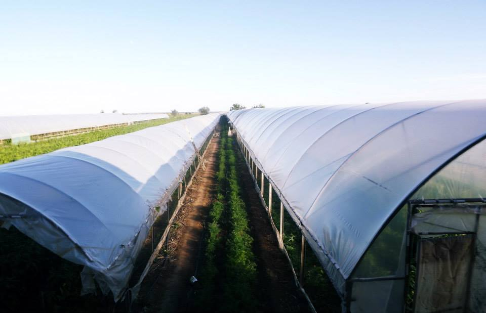 Solariile de unde provin legumele pe care le vinde tanti Lenuța