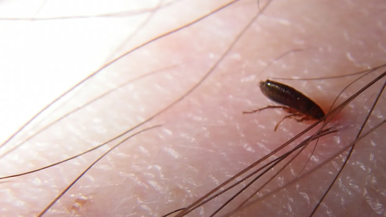 Post de poliție închis din cauza invaziei puricilor!