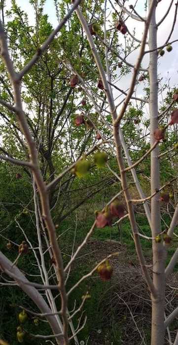 O olteancă și soțul ei neamț cultivă arbori exotici într-o comună vestită pentru legumele tradiționale