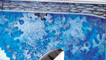 Antrenoarea balenei ucigase din America vine la Constanta! Ia 3.000 $ ca sa dreseze delfinii