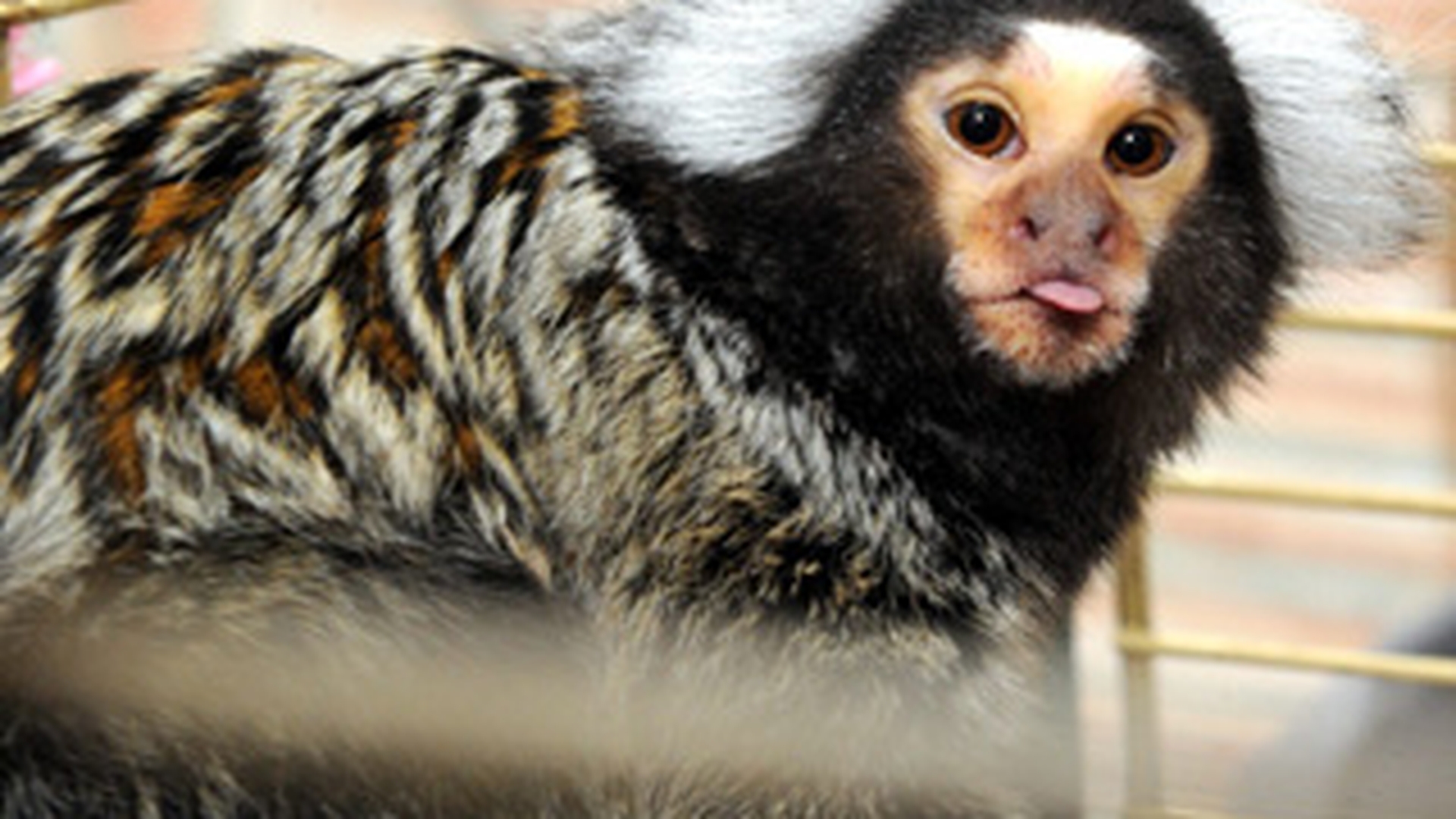 Un mascul de maimuta marmoset sufera de singuratate