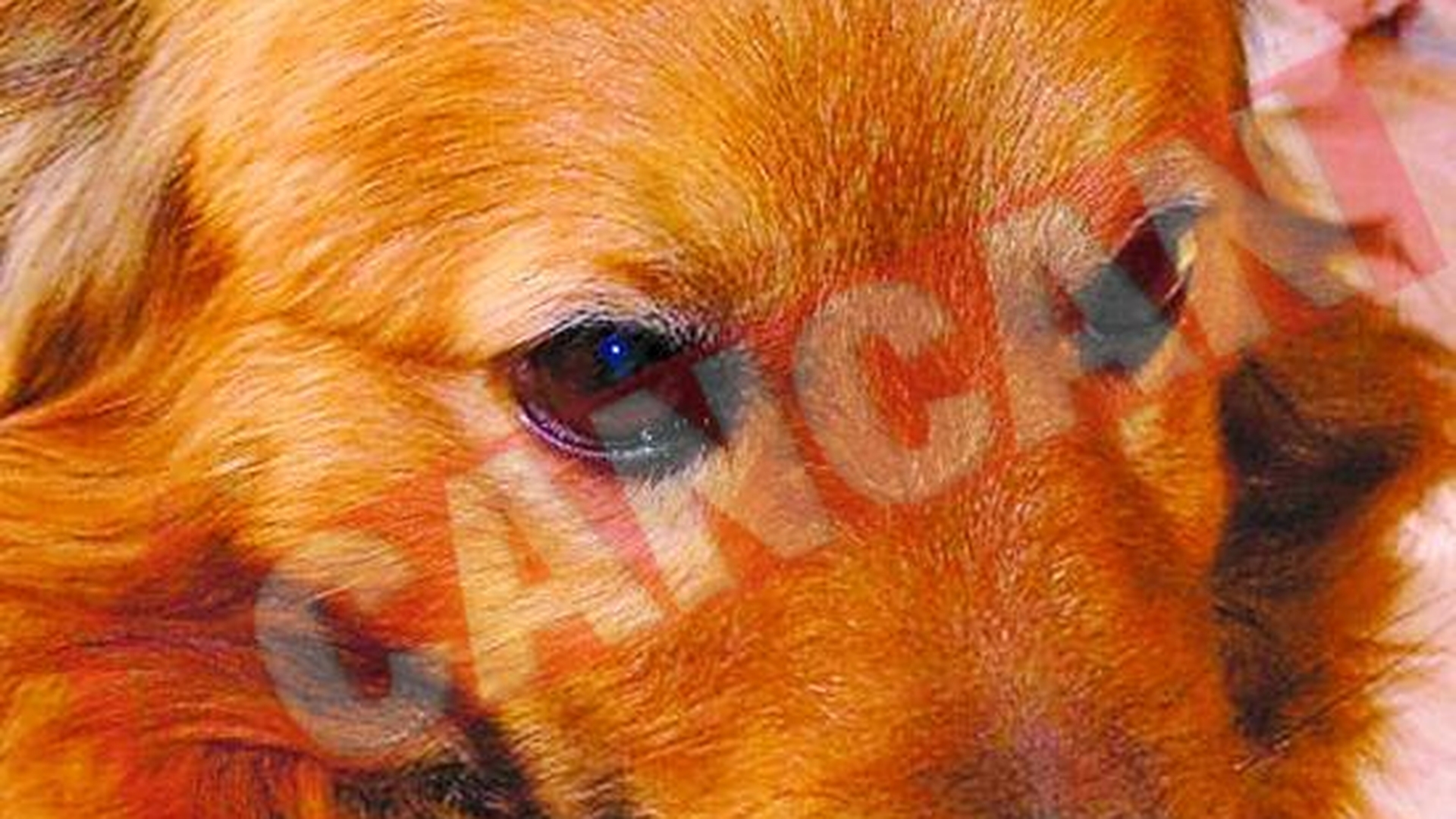 Lassie, un baietel cu nume de fetita