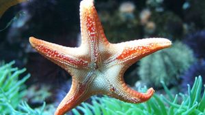 Ce înseamnă Deluță de Mari? Mulți cred că spune "Steluță de mare", dar nu  nici pe departe asta