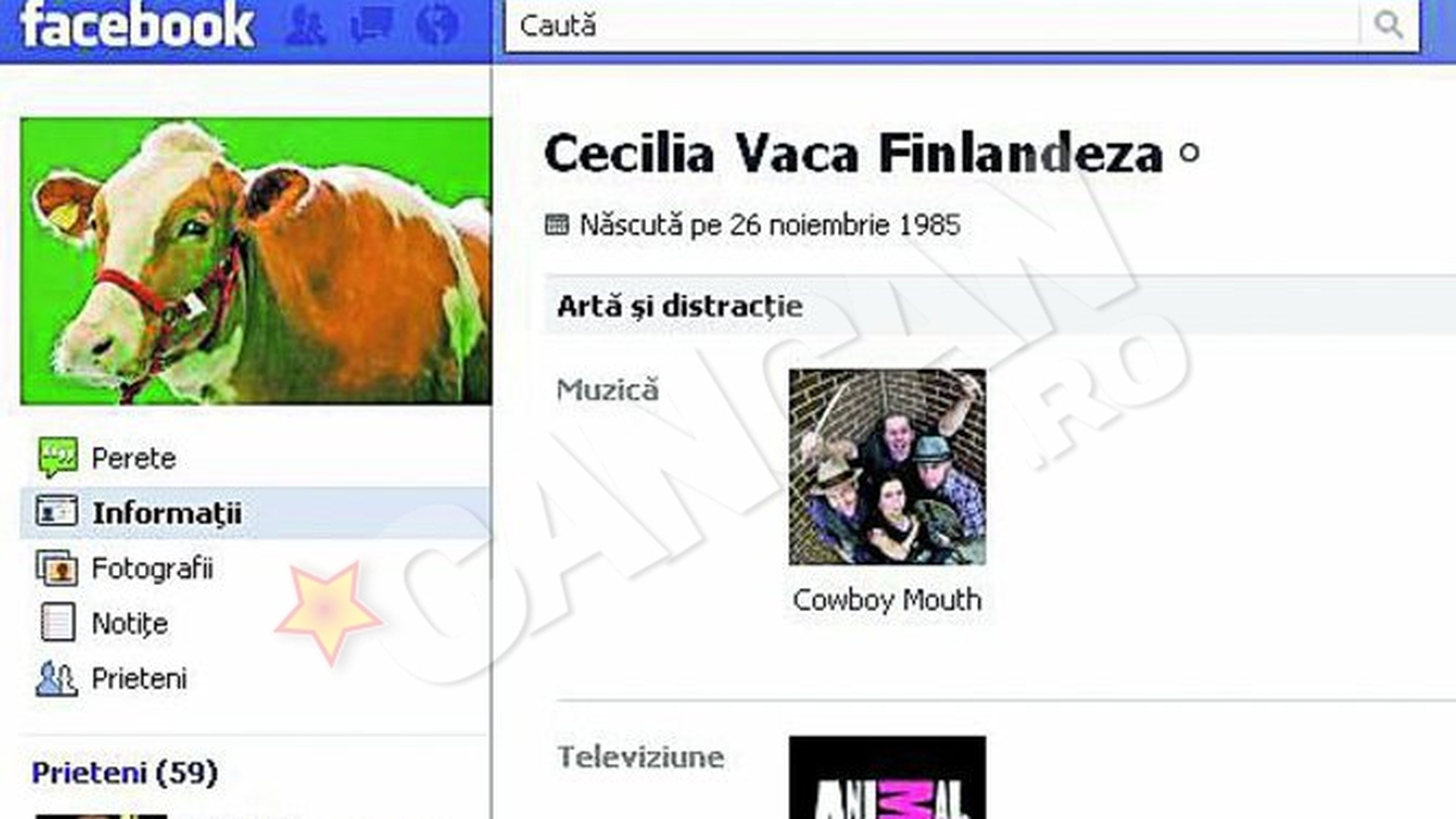 Vaca Cecilia e hermafrodita