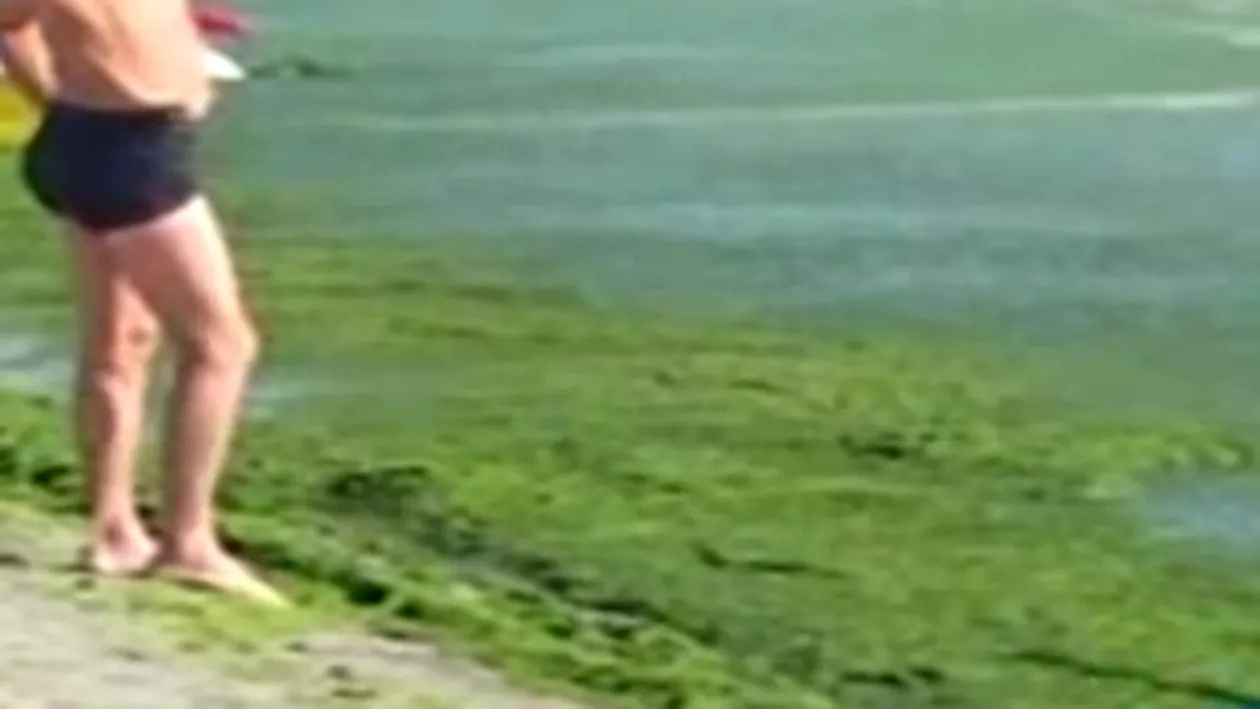 Peste 5.200 de tone de alge au fost stranse de pe plaje