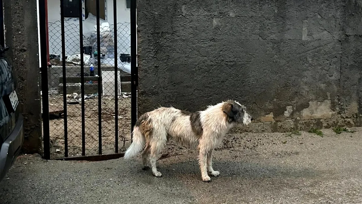 S-a schimbat legea! Amendă de 500 de lei pentru românii care stau la casă, au câine în curte și fac această greșeală