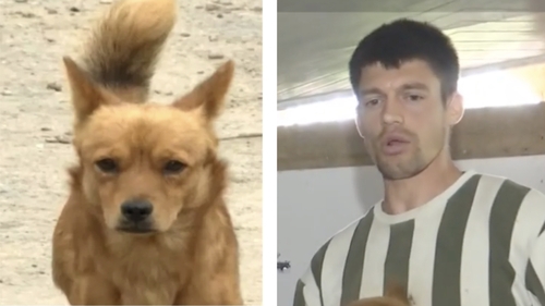 Cățelușul Piki, eroul care și-a salvat stăpânul din calea viiturii. Cum a reușit patrupedul să-l trezească pe Ionuț în ultimul moment