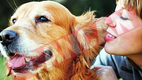 Animalele de companie va pot feri de boli