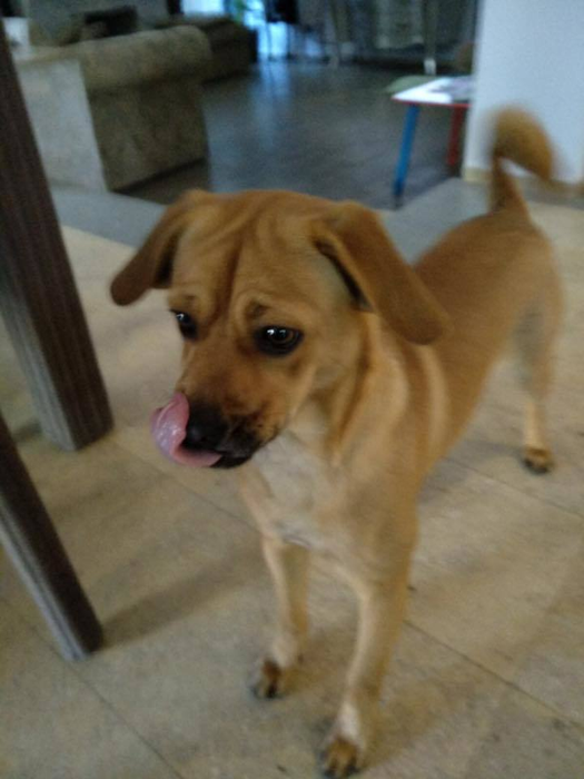 Au deja cinci copii împreună iar acasă la ei s-a produs încă o minune! Anunţul făcut de Anca Serea: ”Familia noastră s-a înmulţit…”