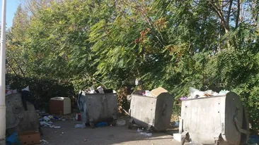 Este invazie de șobolani într-un cartier din Craiova. Directorul unui liceu a adus un câine să prindă rozătoarele