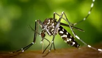 Încă un deces în România cauzat de West Nile! Virusul a ucis cinci persoane în mai puțin de o lună