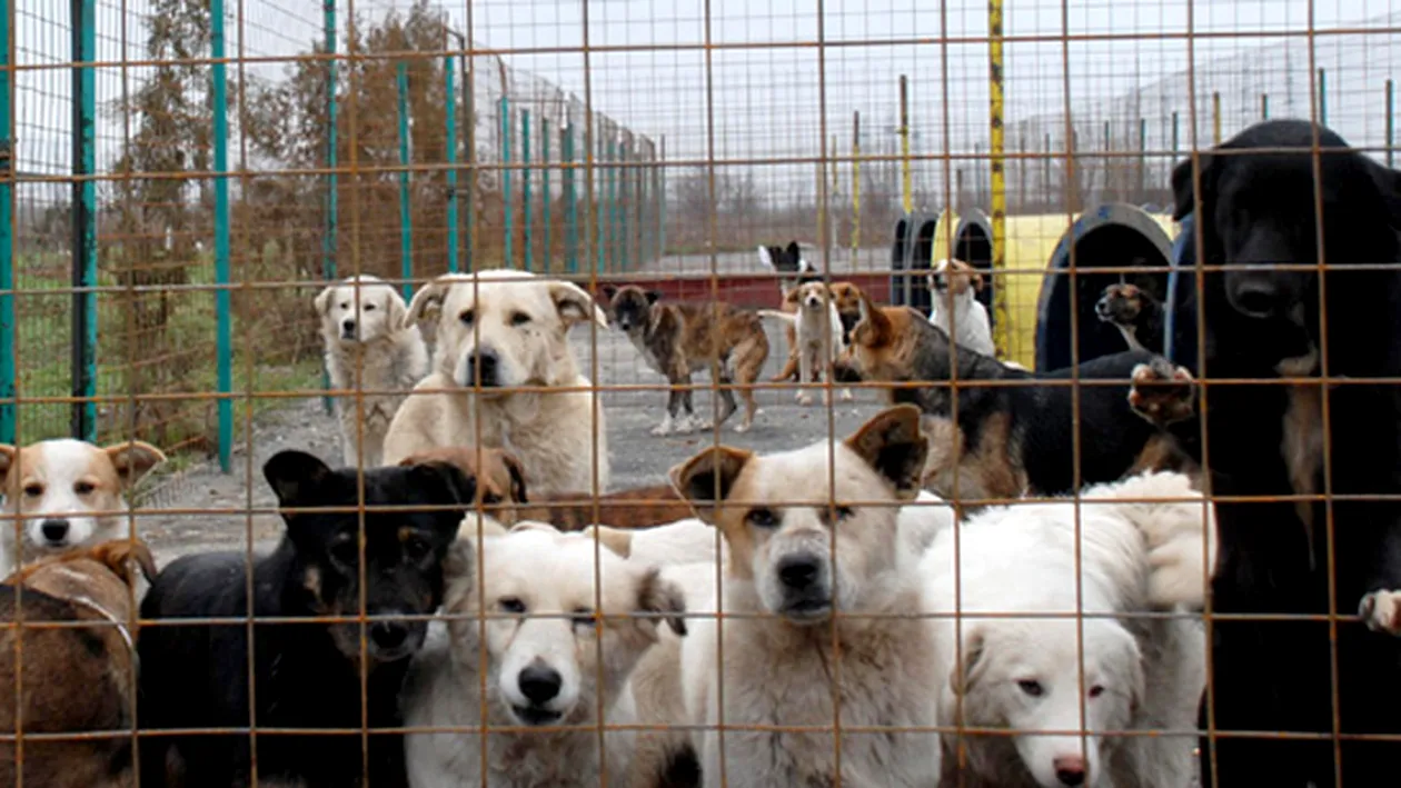 Peste 5.000 de animale fara stapan au fost sterilizate anul acesta in Bucuresti!