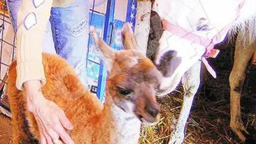 Pui de lama botezat Bacau