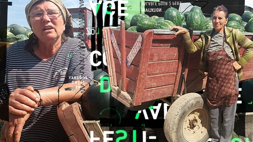 Cultivatorii din Dăbuleni au ajuns să vândă celebrii pepeni la prețuri de nimic. „Pentru noi, ţăranii, munca e de ocnaş..."