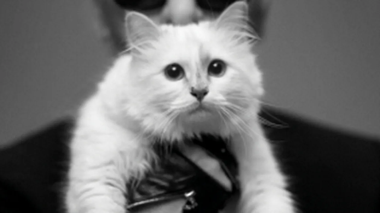 A innebunit!?! Declaratia fabuloasa a unui cunoscut creator de moda: Vreau sa ma casatoresc cu pisica mea