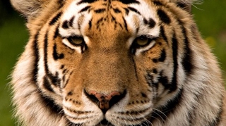 Tigrul care a bagat spaima in sibieni, dupa ce a evadat de la zoo, a fost impuscat mortal