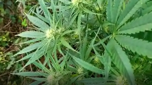 Cultură de cannabis, descoperită pe un câmp din Dâmbovița. Proprietarul încerca să ascundă cultura în vegetația înaltă