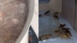 Ce au descoperit inspectorii ANPC în cantina unui liceu. Mâncare ținută lângă gândaci și capcane pentru rozătoare