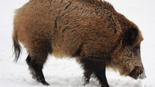Un porc mistret a incercat sa intre in Prefectura din Braila!