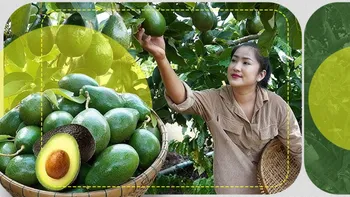Secretul avocado care te va surprinde: fructul care NU se coace în copac