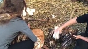 VIDEO. Trei lebede au fost salvate de voluntari dintr-un iaz de reziduuri petroliere, lângă Ploiești. Alte două păsări au murit