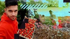Un student de la Agronomie dă lovitura cu o plantație de căpșuni. Alex a reușit să își aducă acasă părinții care munceau în Italia de 12 ani