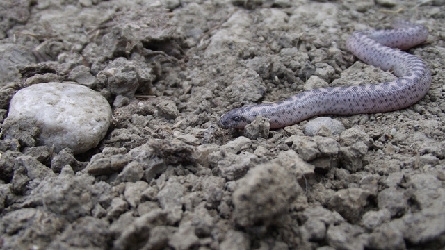 Nu a mai fost vazut de 77 de ani! O specie extrem de rara de sarpe boa a fost surprinsa in Lunca Dunarii!
