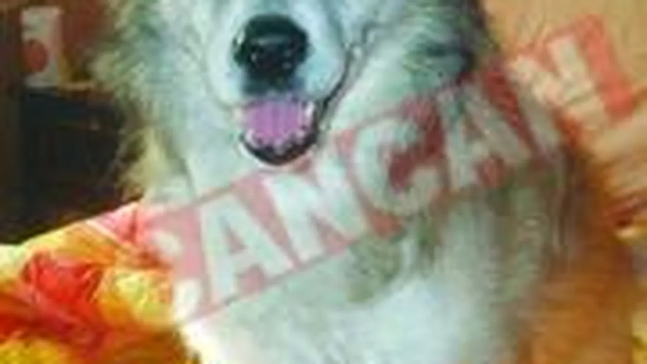 Ashal, primul catelus premiat de CANCAN