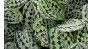 Planta care se roagă există și nu e scumpă deloc! Dar de ce se numește așa?