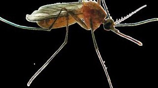 Virusul West Nile a mai facut o victima! A ucis o femeie de 60 de ani care avea boli cronice asociate