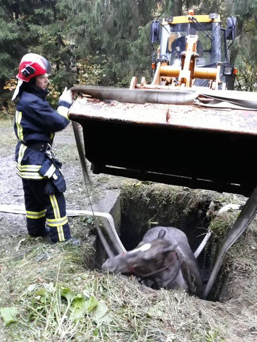 Pompierii maramureșeni au scos calul din bazin cu ajutorul unui utilaj greu