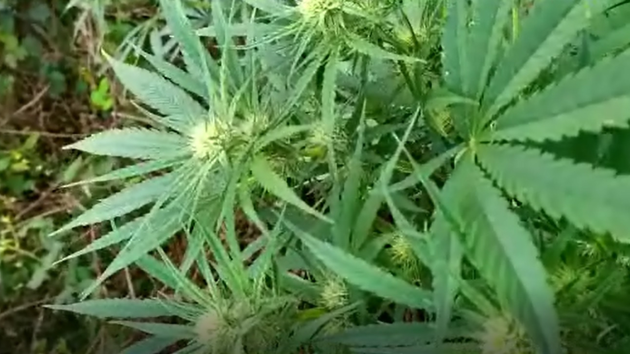 Cultură de cannabis, descoperită pe un câmp din Dâmbovița. Proprietarul încerca să ascundă cultura în vegetația înaltă