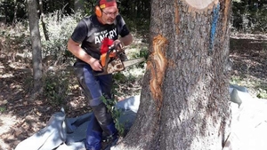 Un craiovean a devenit faimos în lume după ce a transformat copacii putrezi în opere de artă. Minunile lui Gabi Rizea!