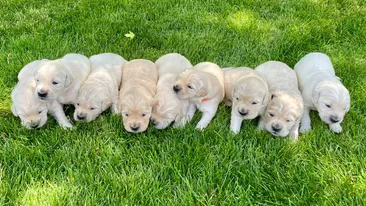 Femeie din Galați amendată cu 3.000 de lei pentru rele tratamente aplicate unei cățelușe cu nouă pui