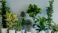 Planta care elimină mirosul de țigară din casă. Absoarbe toxinele, dar puțini români au auzit de ea
