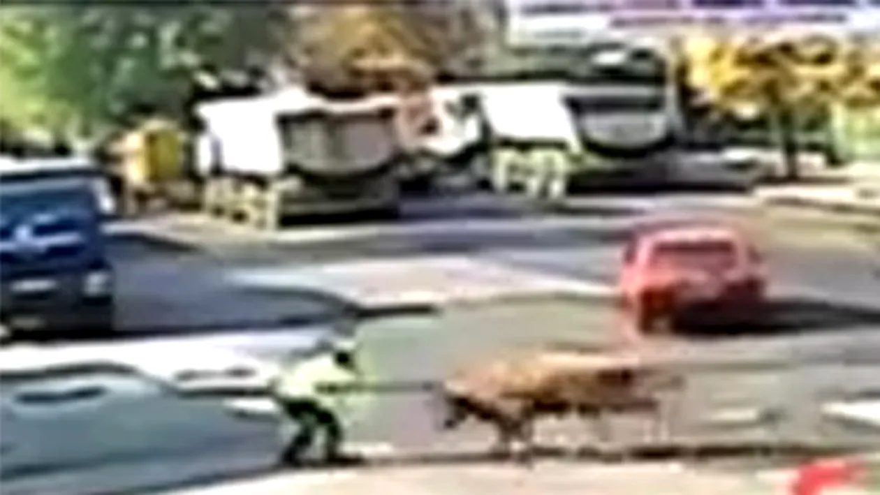 VIDEO IREAL! Momentul in care un politist din Braila a fost lovit de un taur! Totul s-a intamplat in centrul orasului